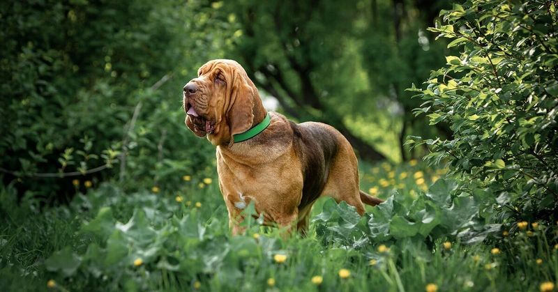 Bloodhound