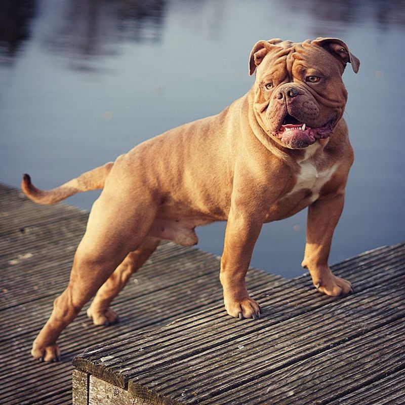 Old English Bulldog