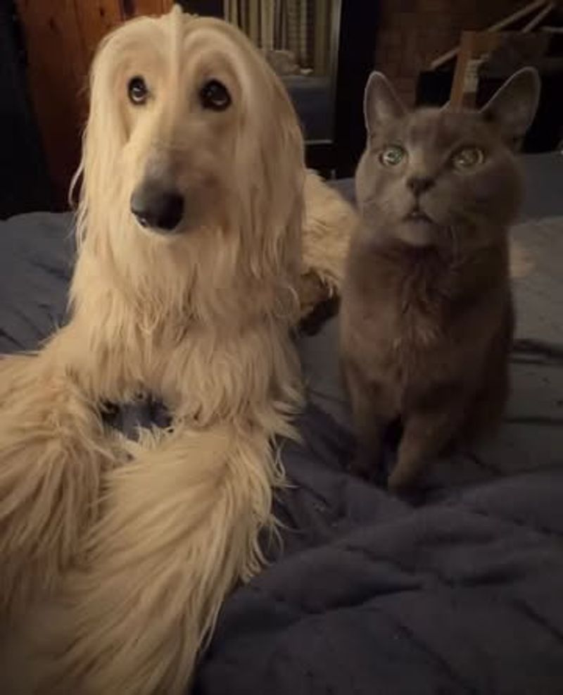 Afghan Hound