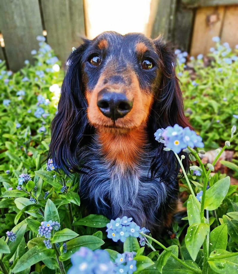 Dachshund