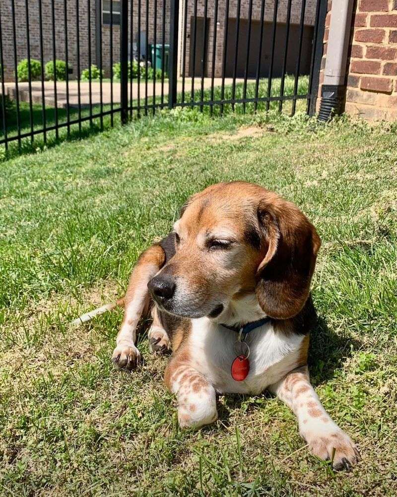 Beagle