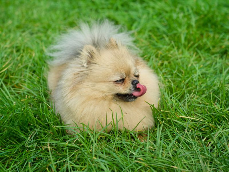 Pomeranian