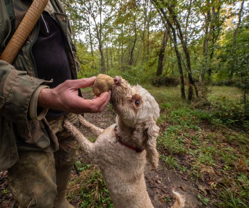 Truffles