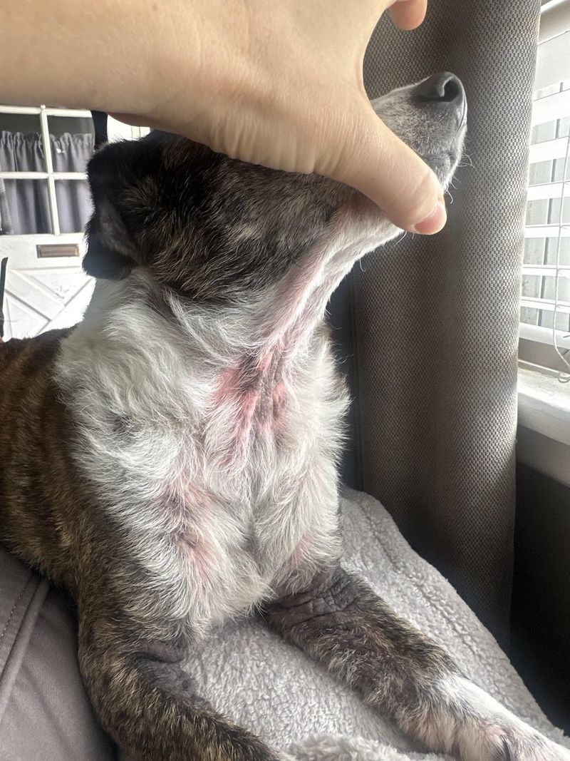 Dull Coat or Skin Issues