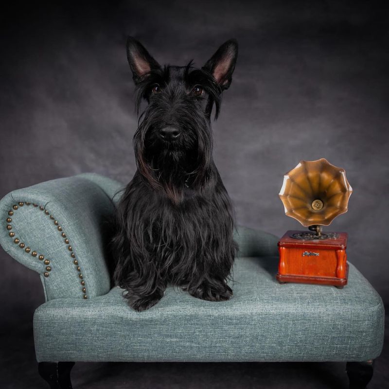 Scottish Terrier