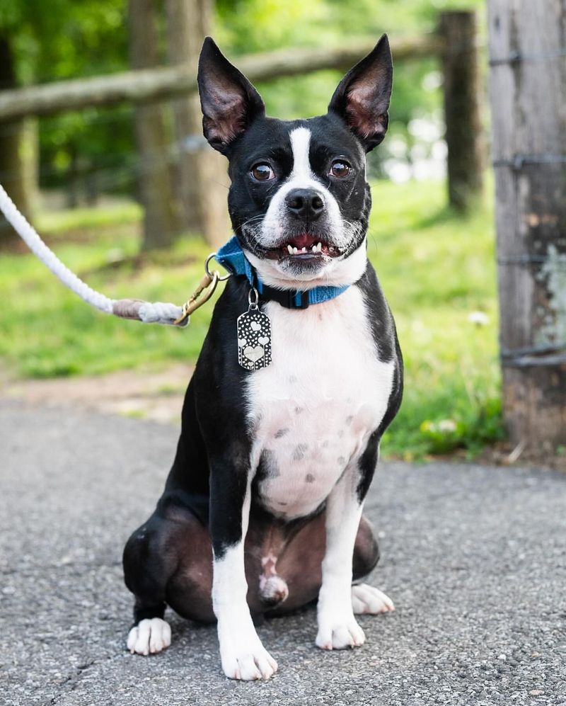 Boston Terrier