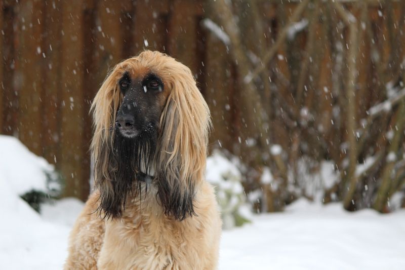 Afghan Hound