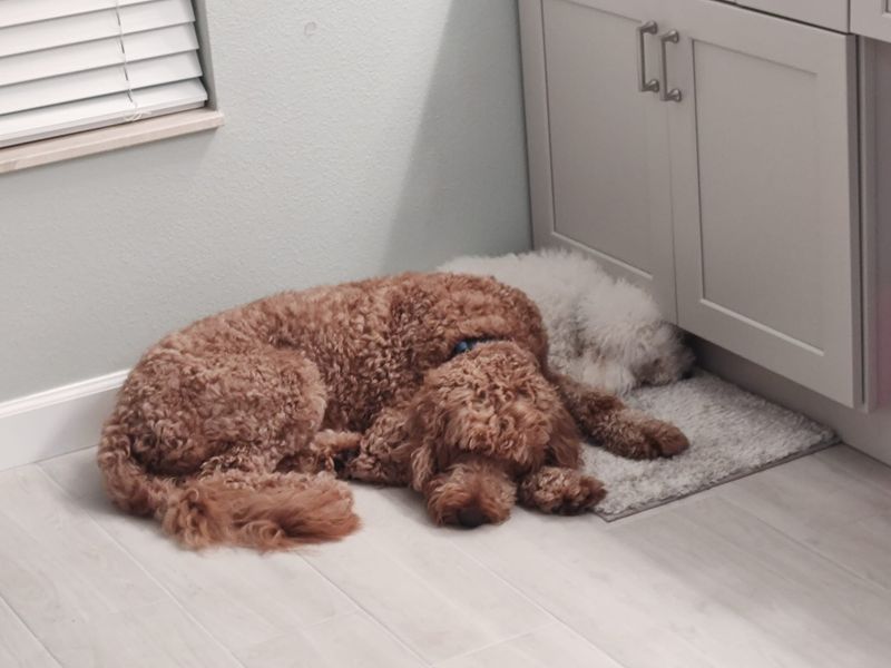 Poodle