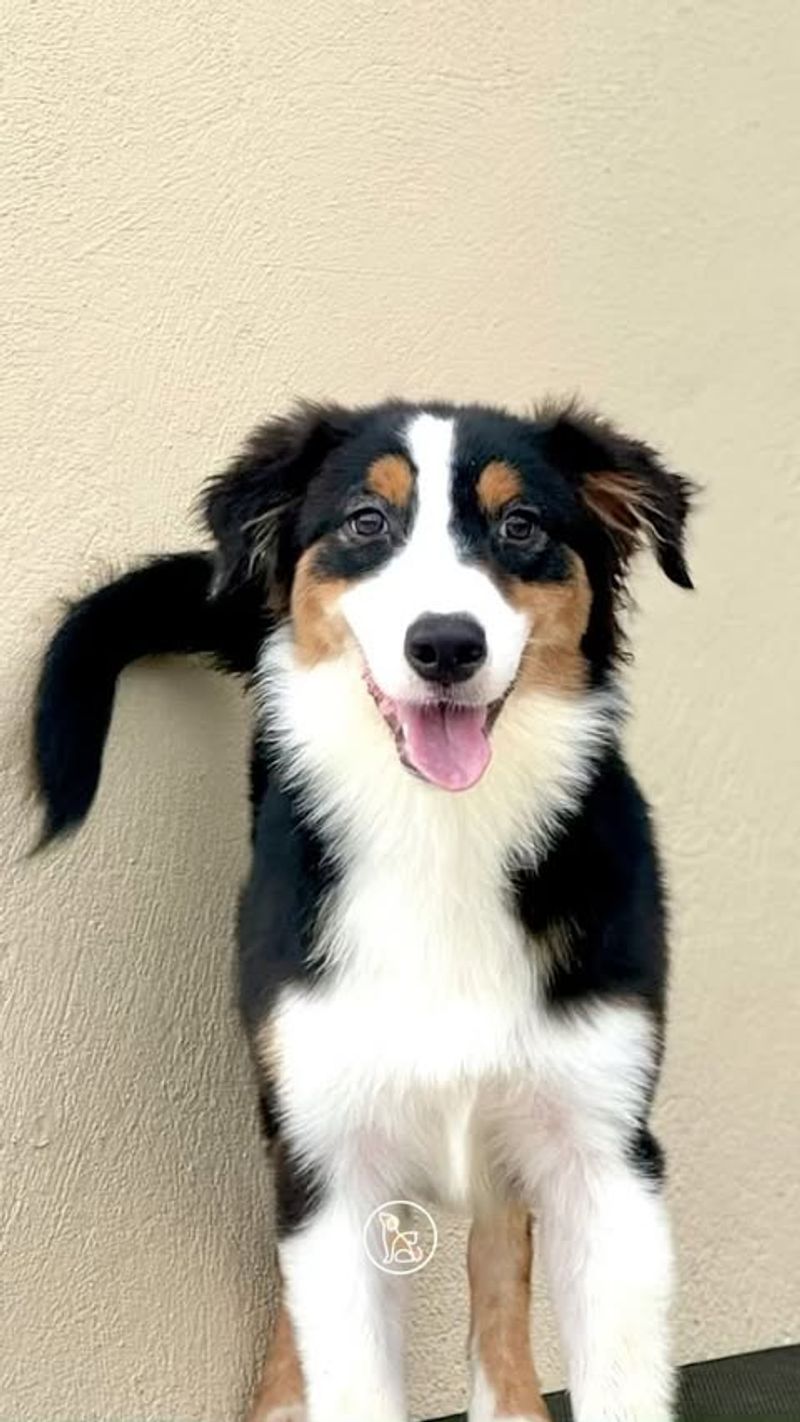 Australian Shepherd