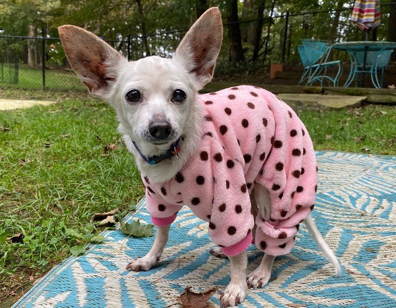 Chihuahua