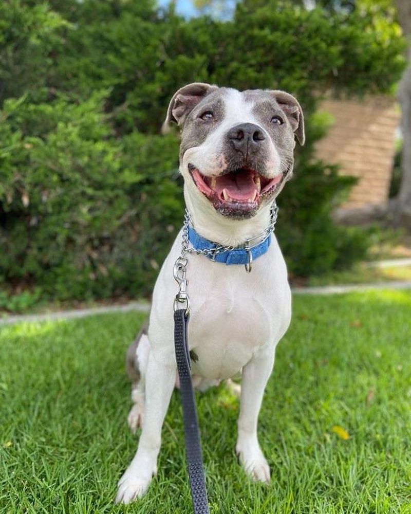 American Staffordshire Terrier