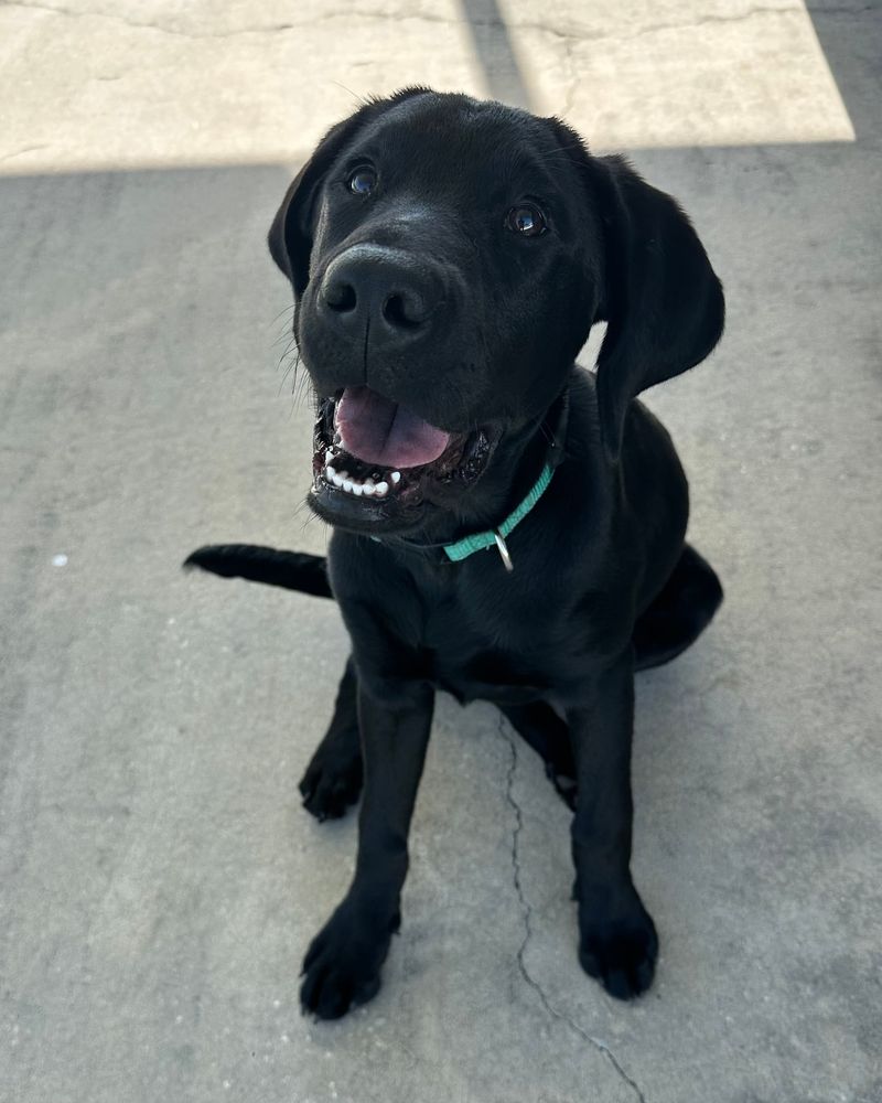 Labrador Retriever
