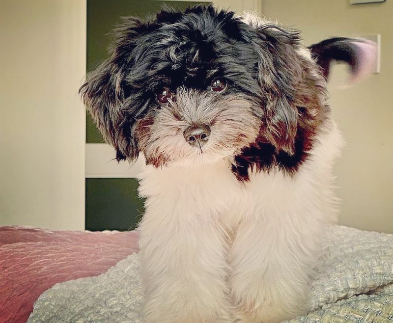 Havanese