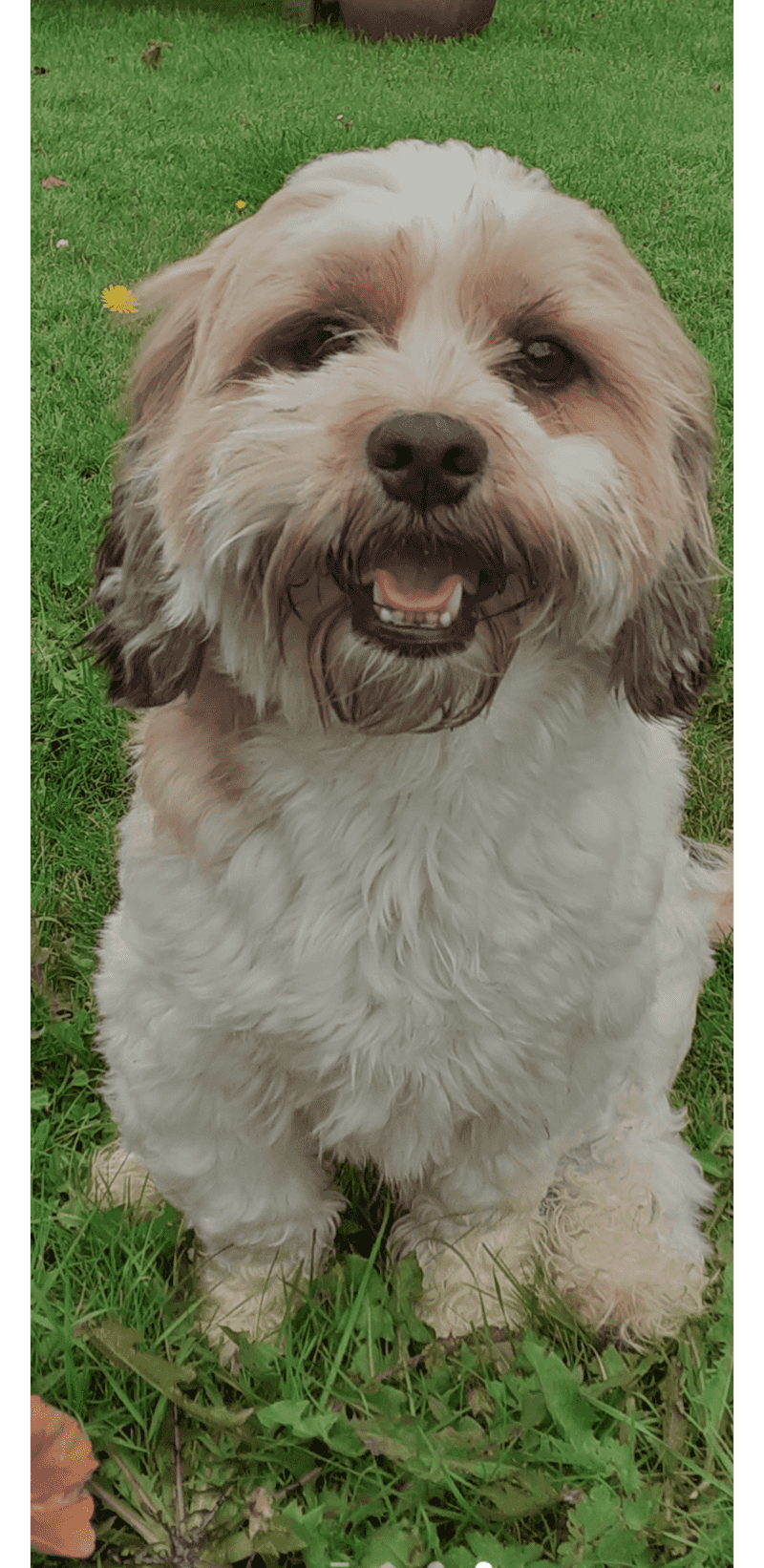 Shih Tzu Cocker Spaniel Mix