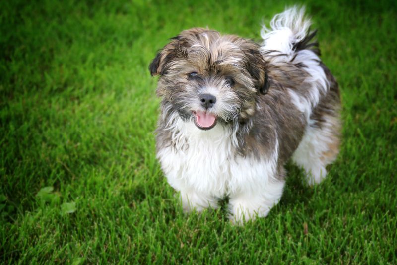 Shih Tzu Bichon Mix