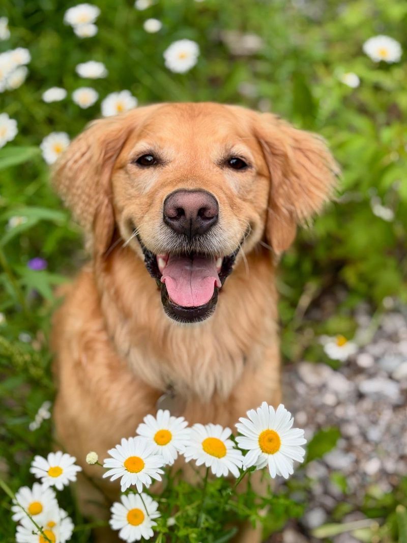 Golden Retriever