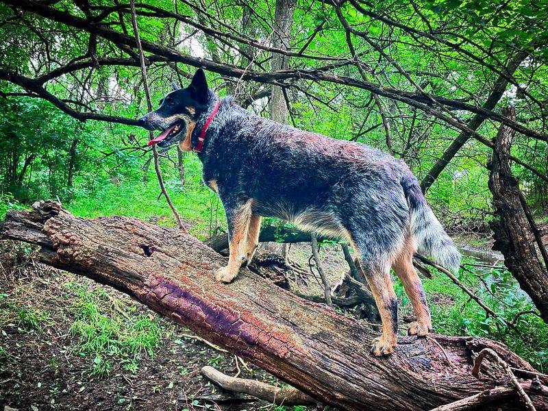 Australian Cattle Dog