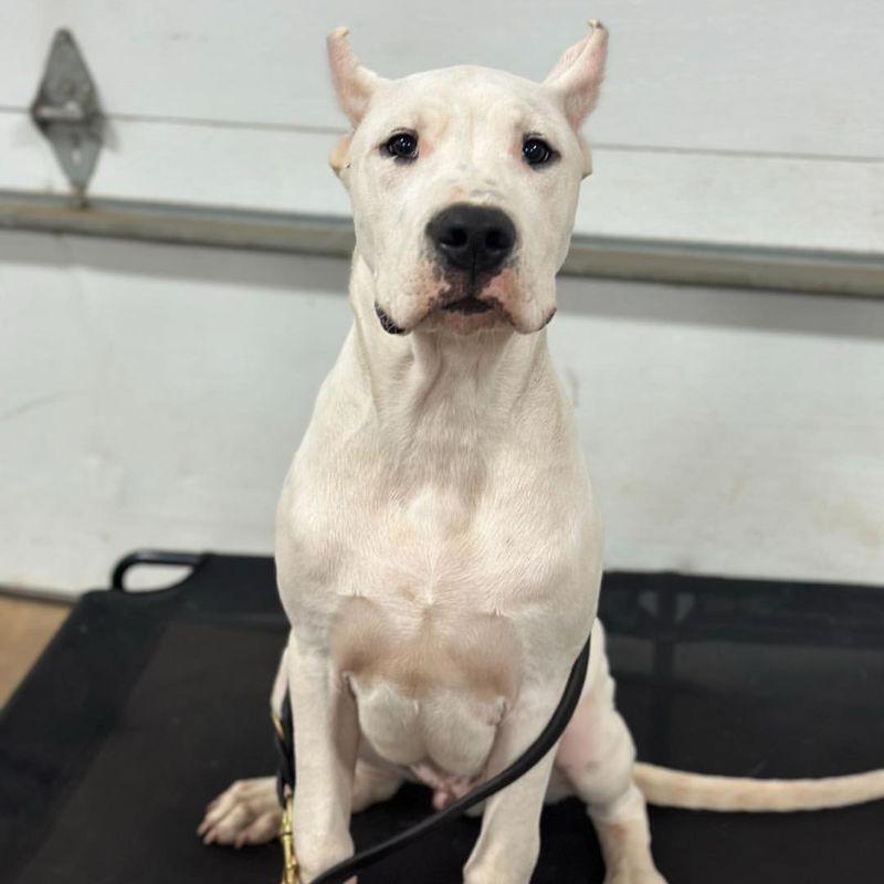 Dogo Argentino