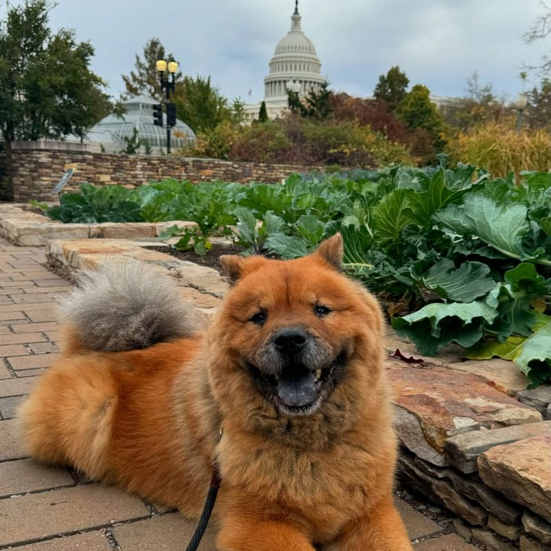 Chow Chow