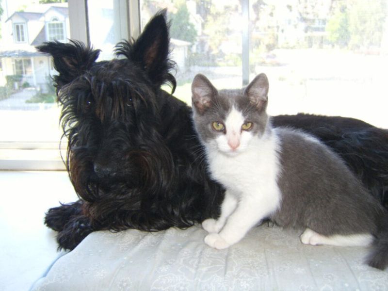 Scottish Terrier