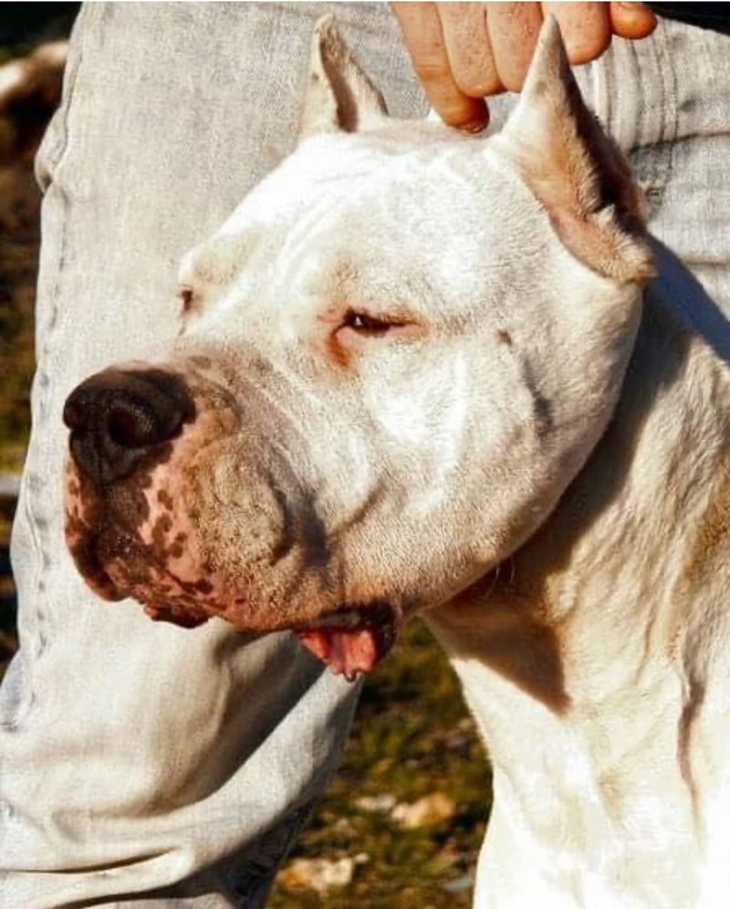 Dogo Argentino