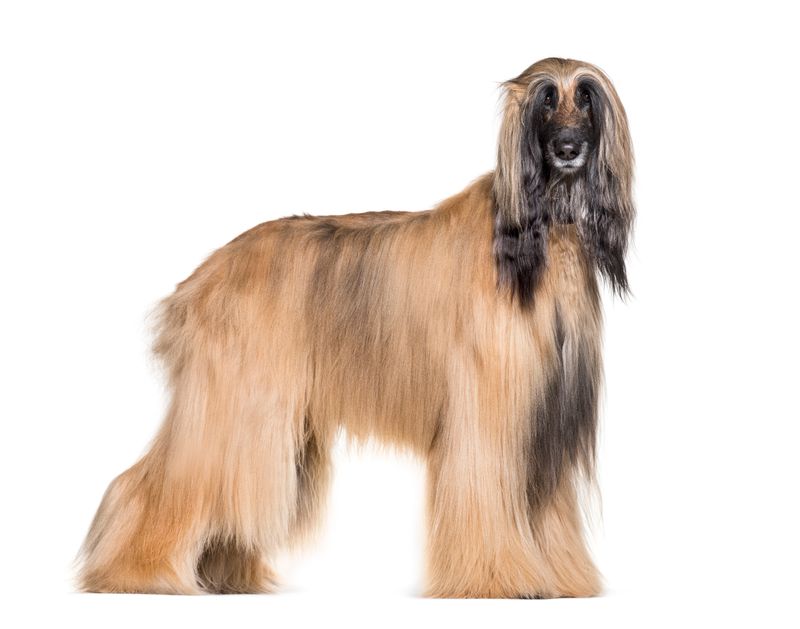Afghan Hound