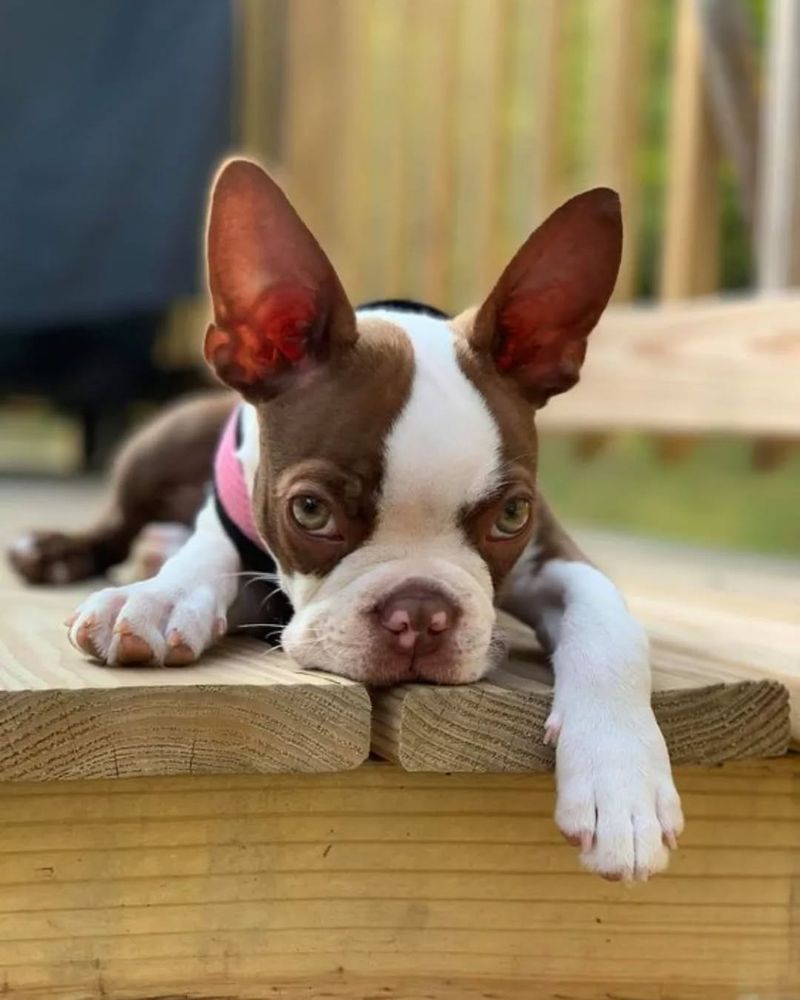 Boston Terrier