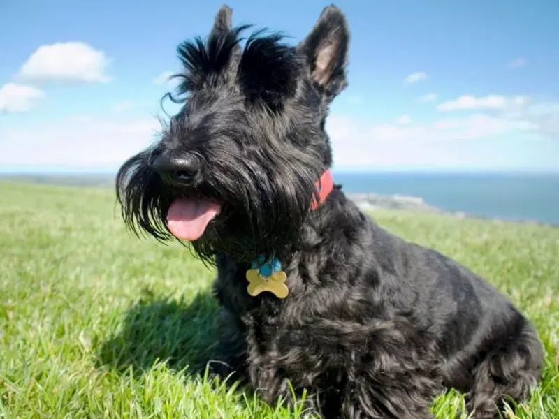 Scottish Terrier