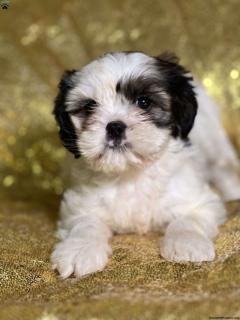 Cava-Tzu