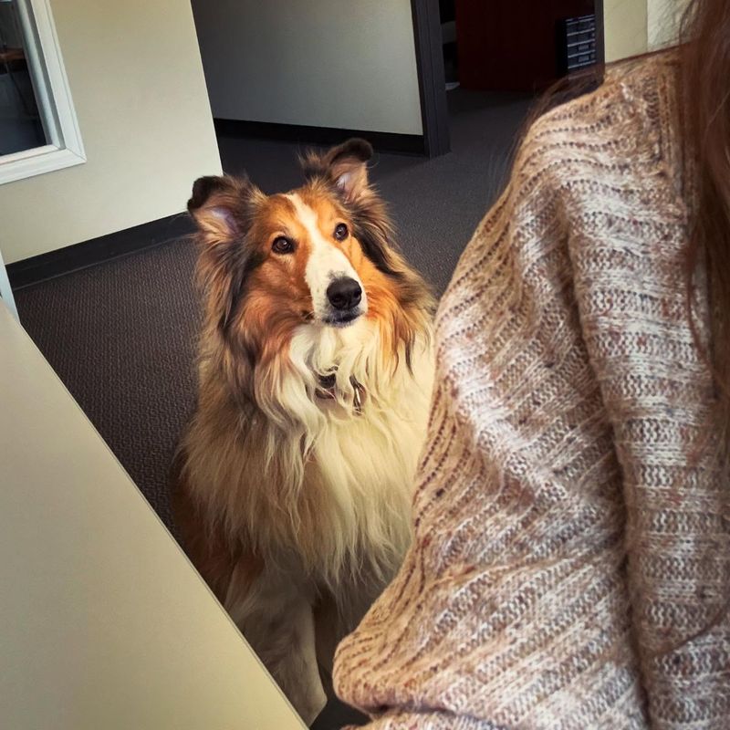 Collie