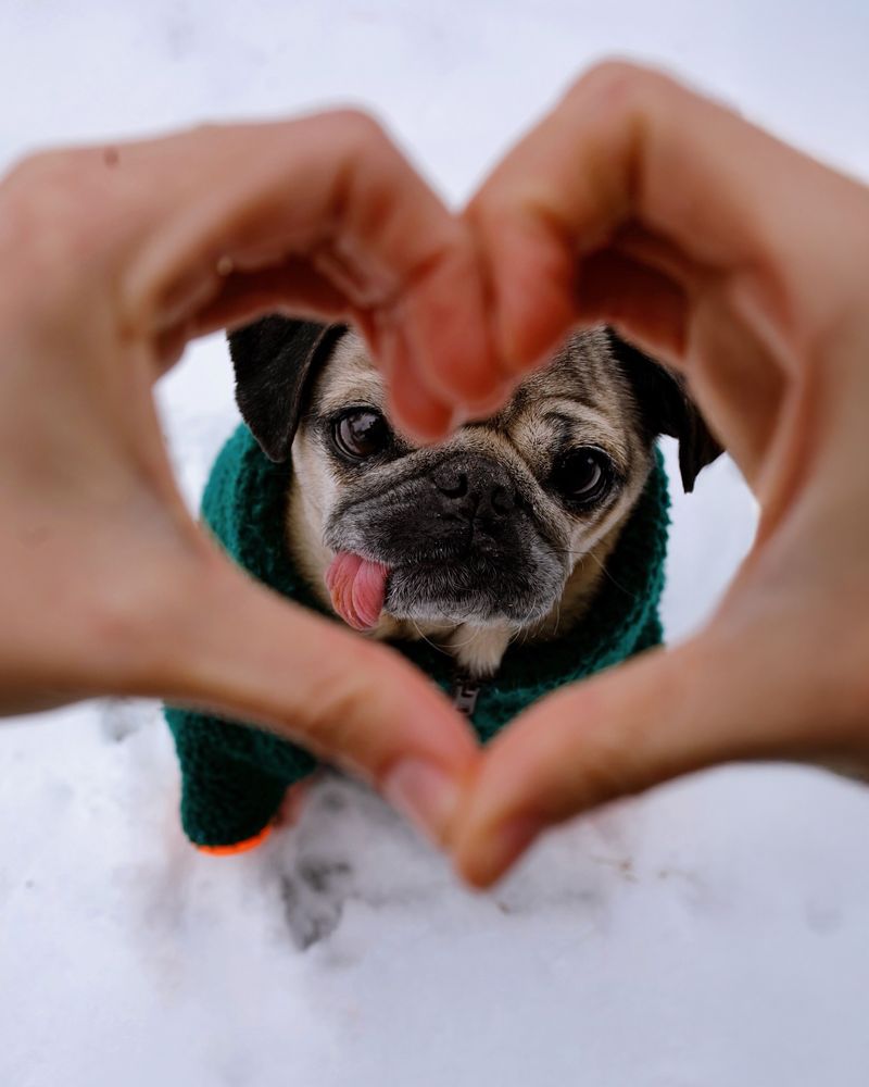 Pug