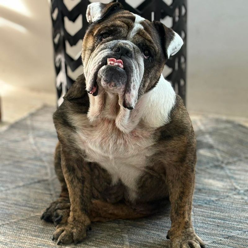 Bulldog