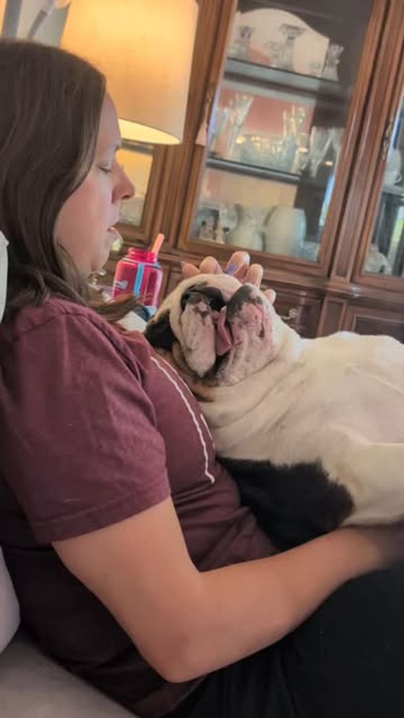 Bulldog