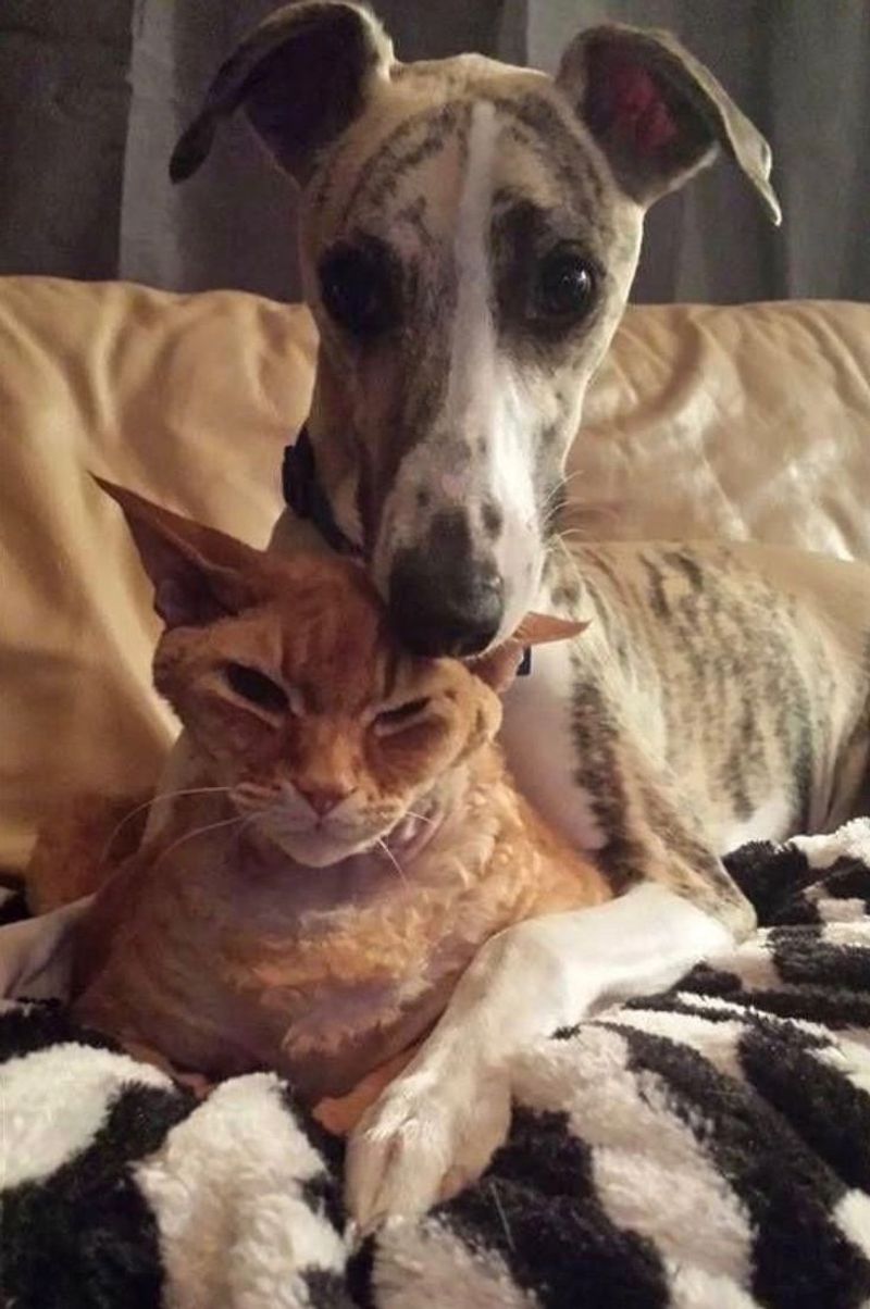Whippet