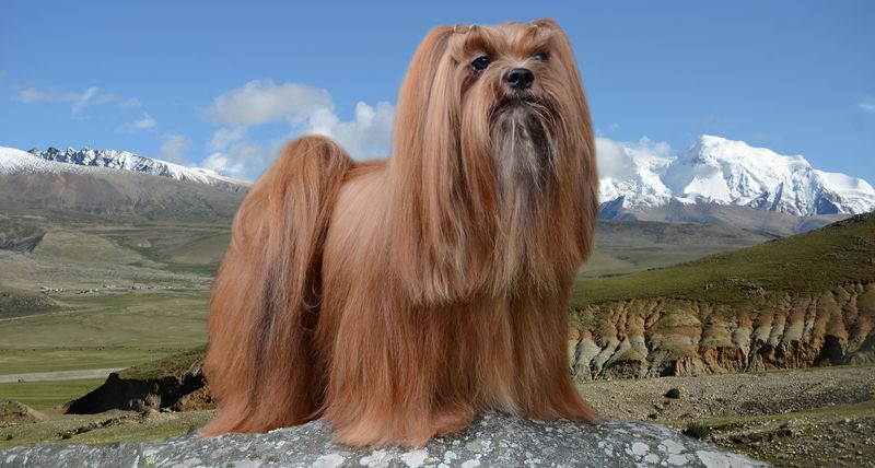 Lhasa Apso