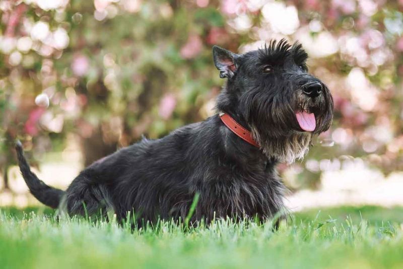 Scottish Terrier