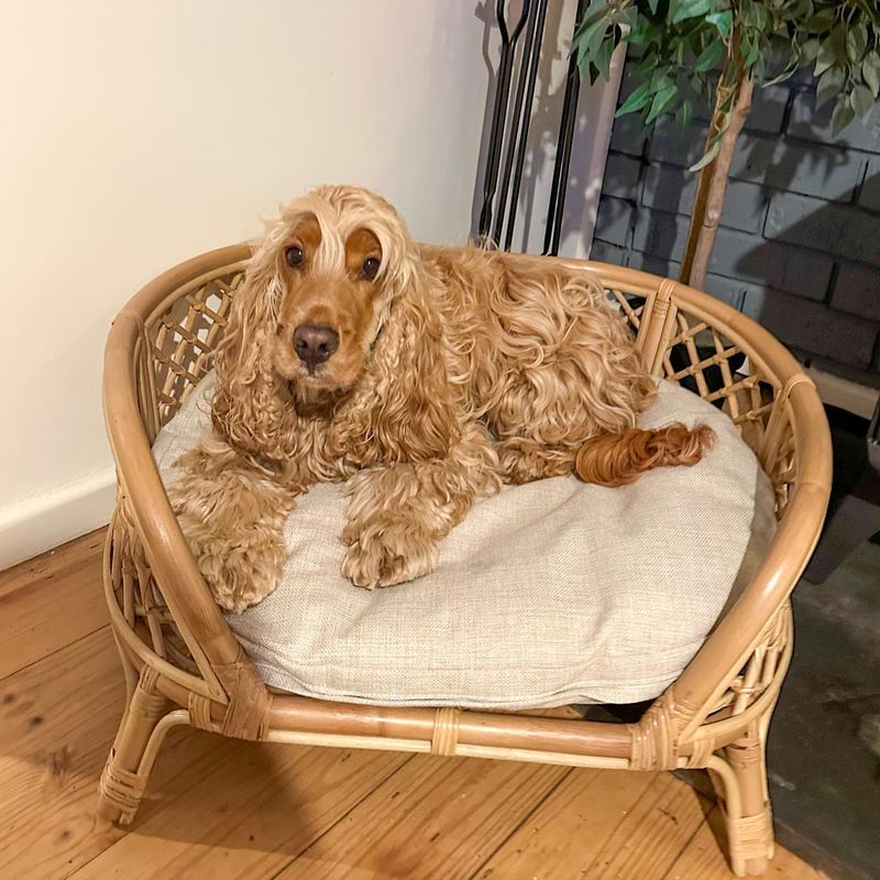 Cocker Spaniel