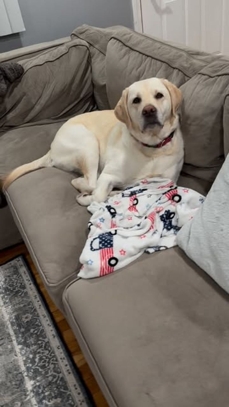 Labrador Retriever