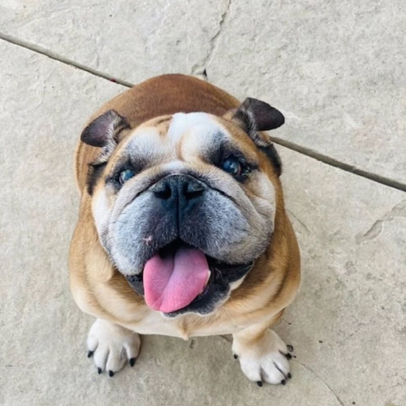 Bulldog