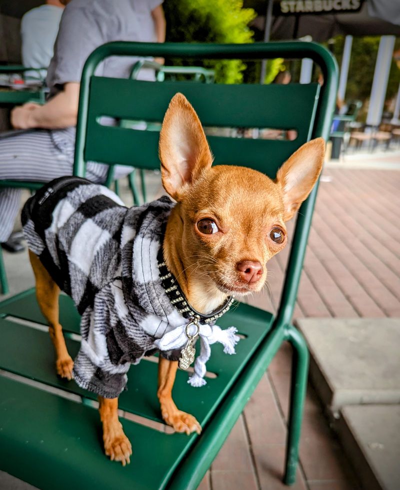Chihuahua