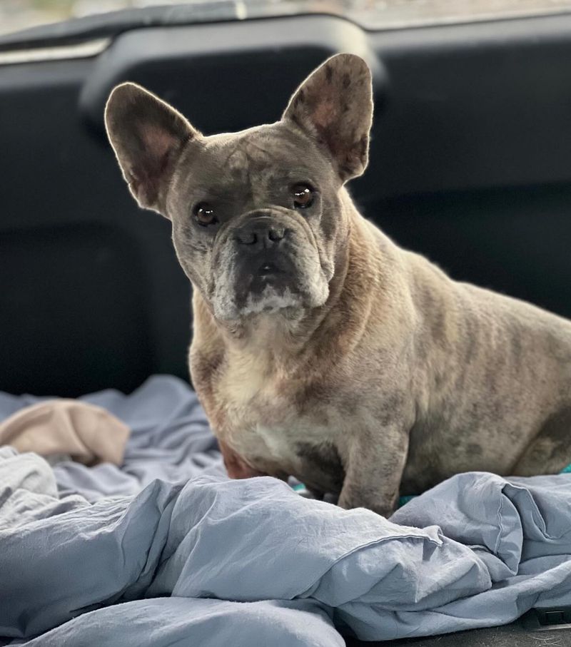 French Bulldog