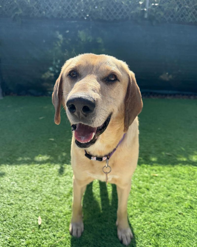 Labrador Retriever