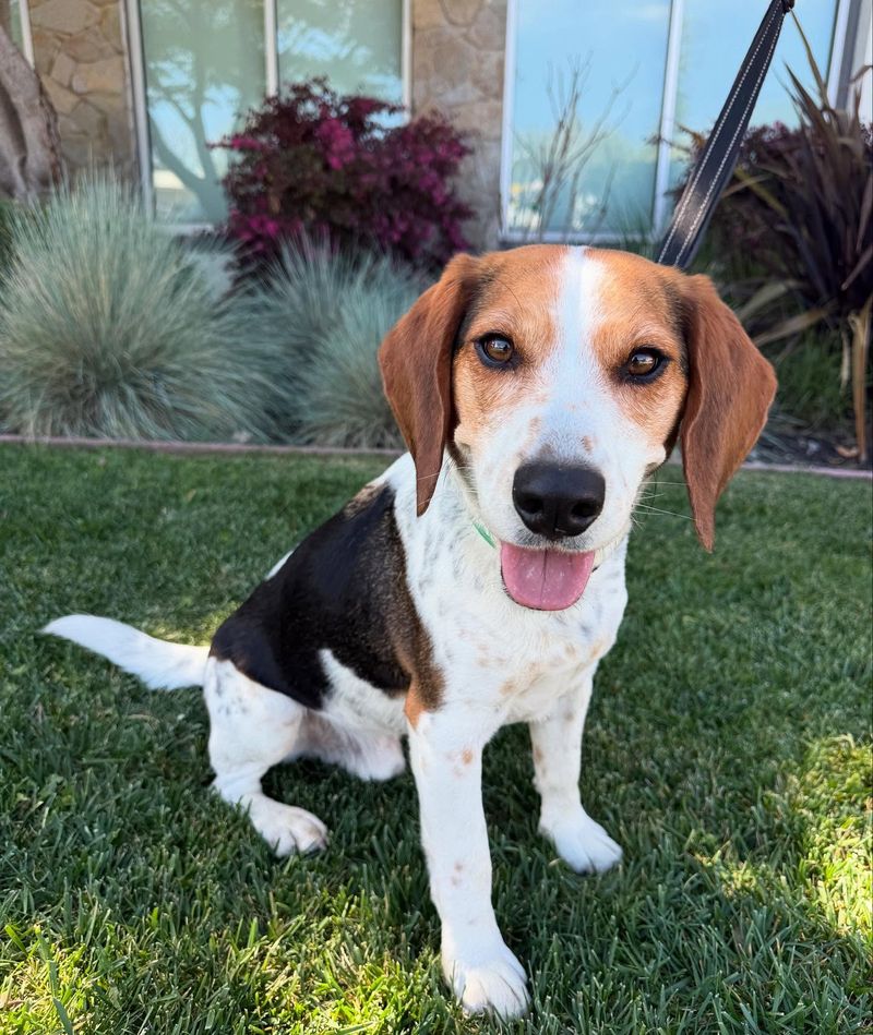 Beagle