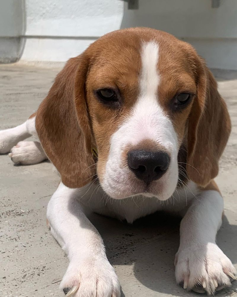 Beagle