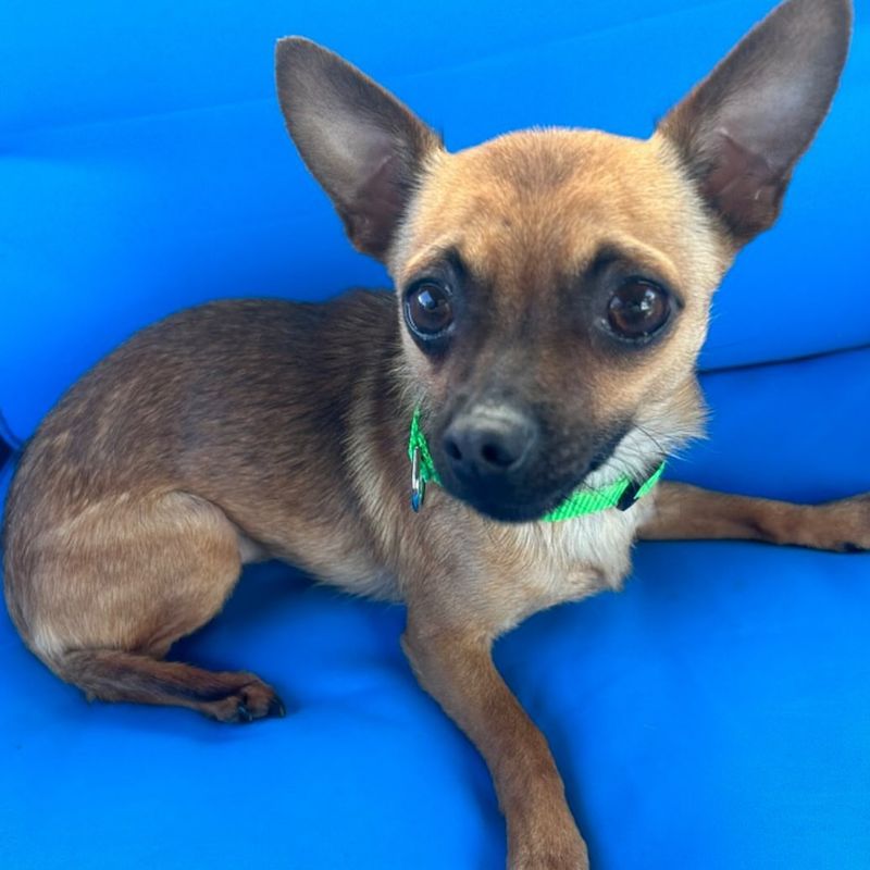 Chihuahua