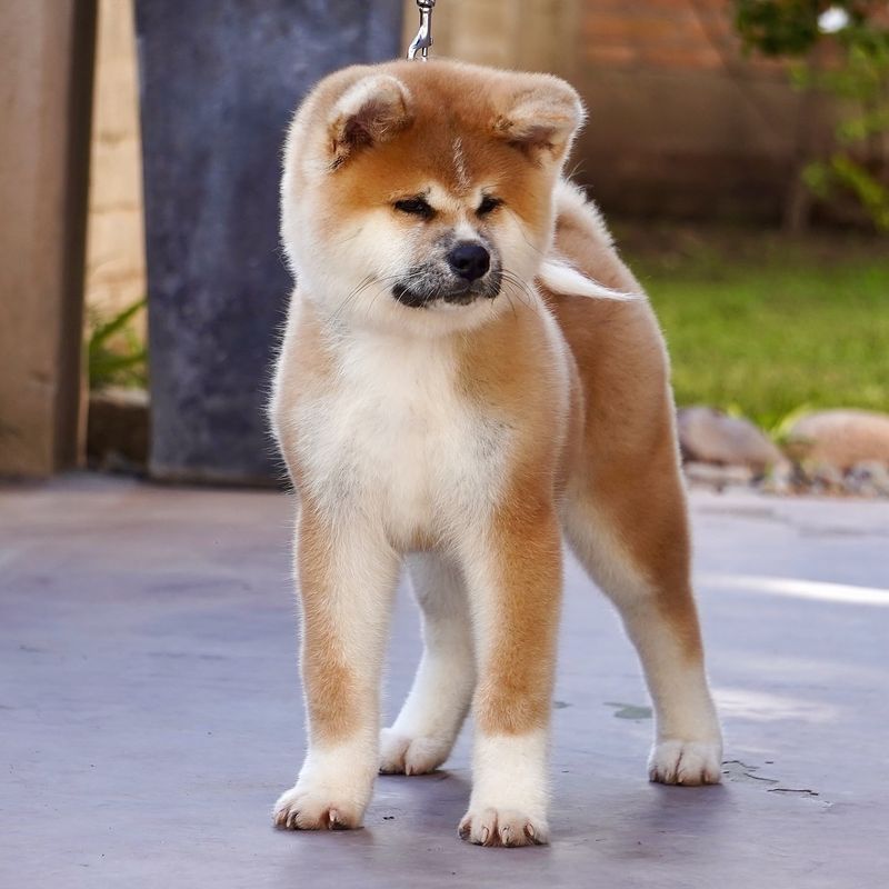 Akita