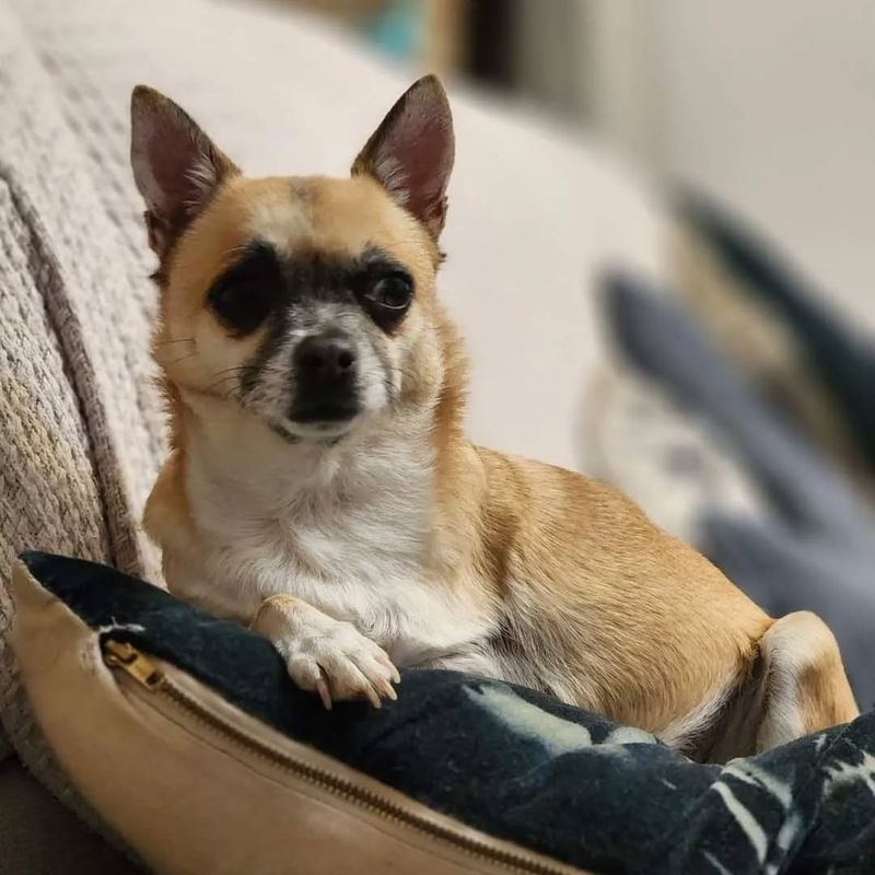 Chihuahua