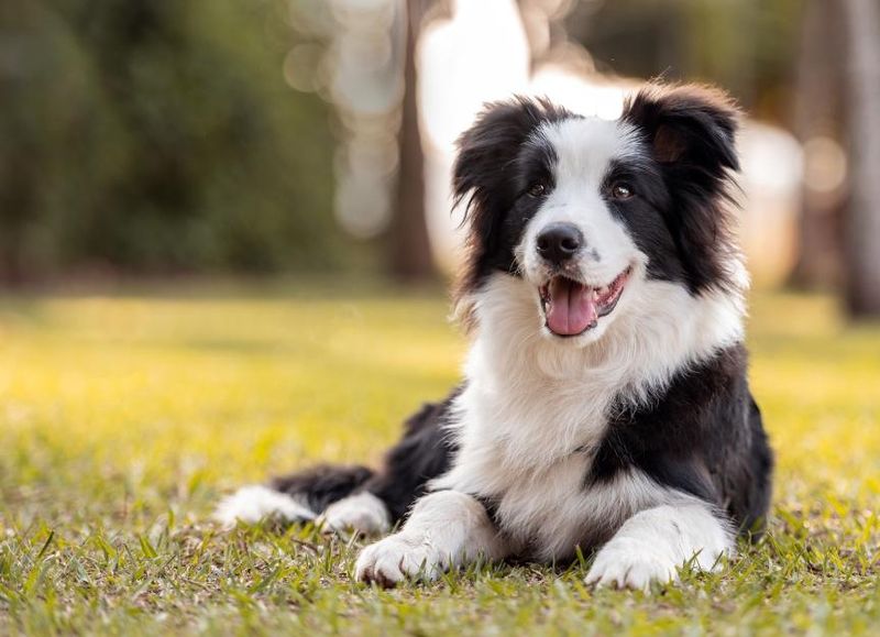 Border Collie