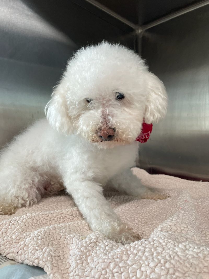 Bichon Frise