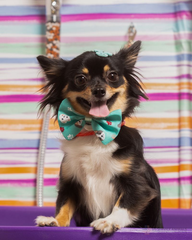 Chihuahua